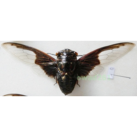 Cryptotympana aquila (Walker, 1850) 117mm Thailand42f